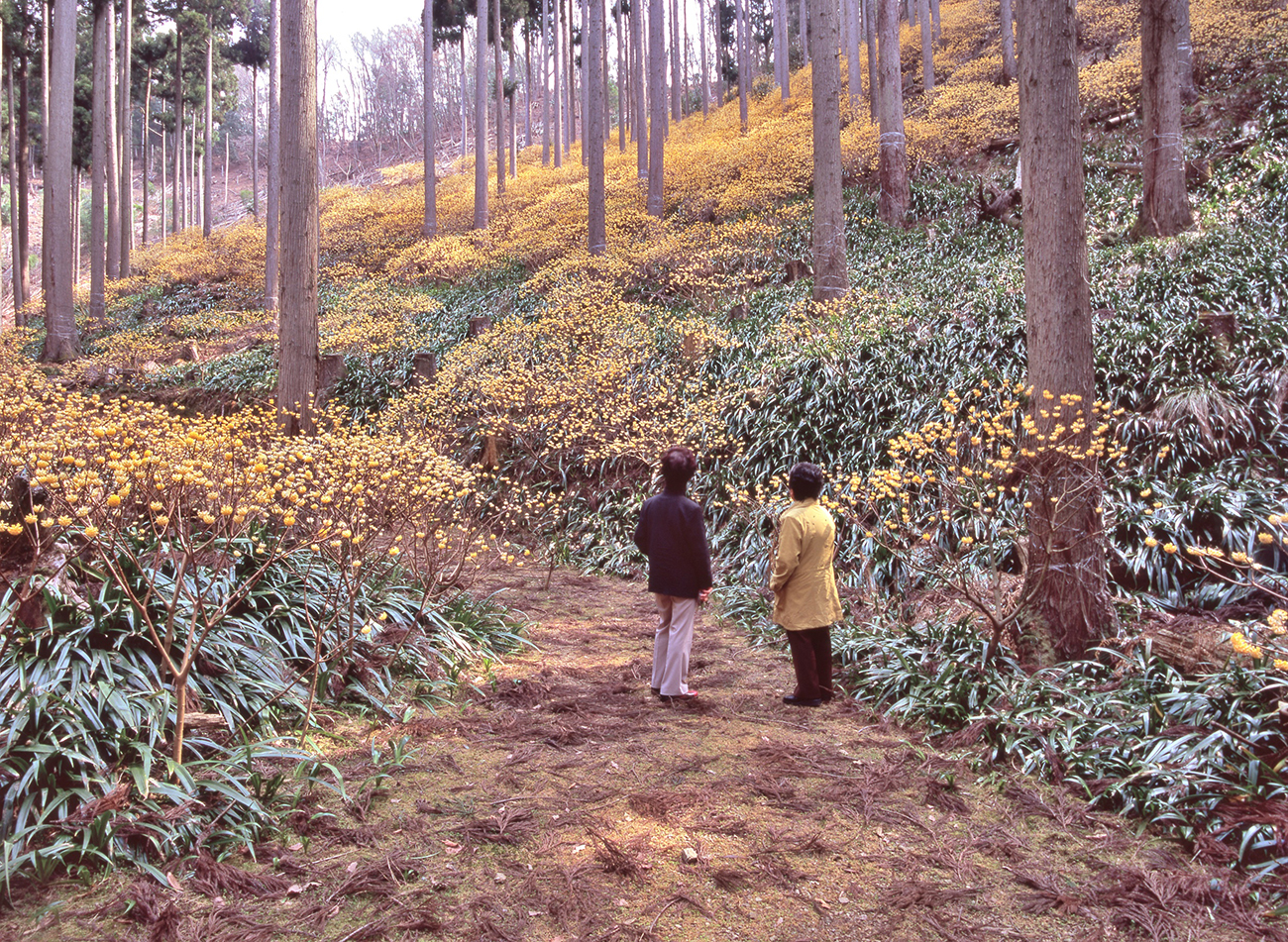 ミツマタの群生地