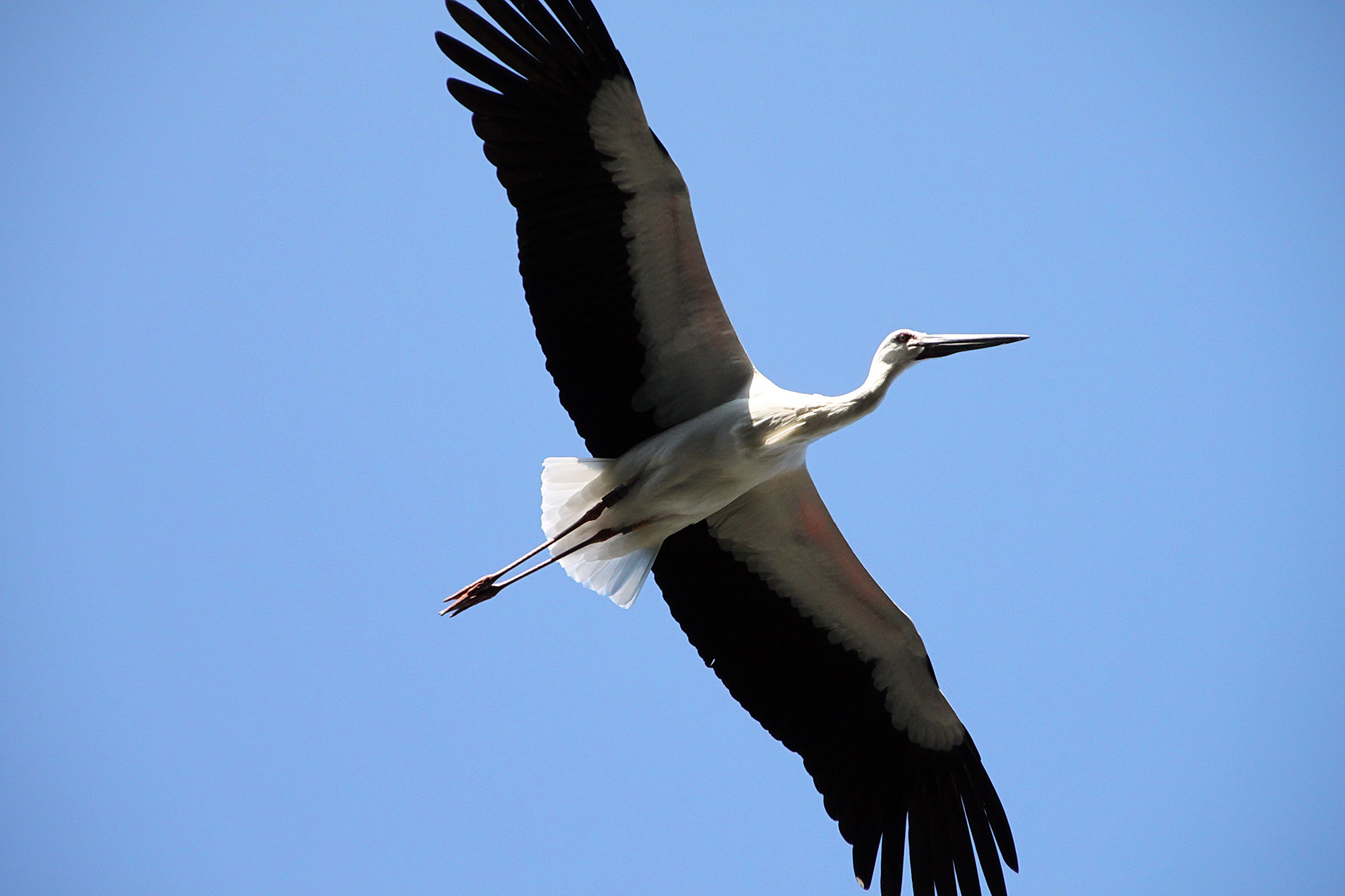 特急きのさき_コウノトリ